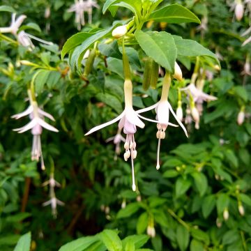 Fuchsia magellanica var. molinae - Winterharde fuchsia Fuchsia magellanica var. molinae - Winterharde fuchsia