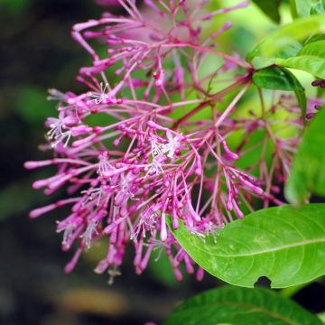 Fuchsia paniculata - Seringenfuchsia