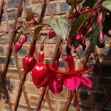 Fuchsia Marinka - Bellenplant