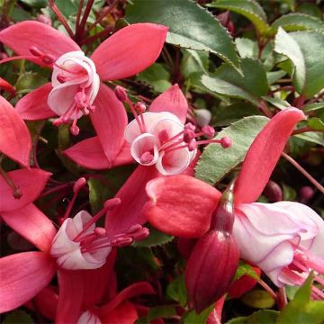 Fuchsia Mme Cornelissen - Bellenplant