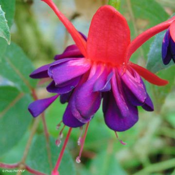 Fuchsia Princess Dollar - Bellenplant