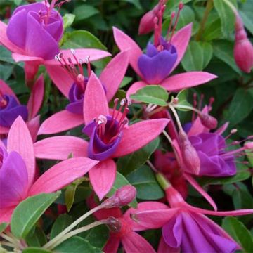 Fuchsia Tom Thumb - Bellenplant