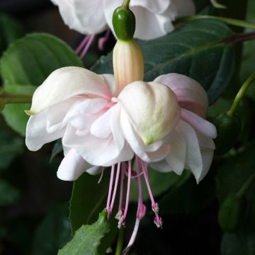 Fuchsia White King - Bellenplant Fuchsia White King - Bellenplant