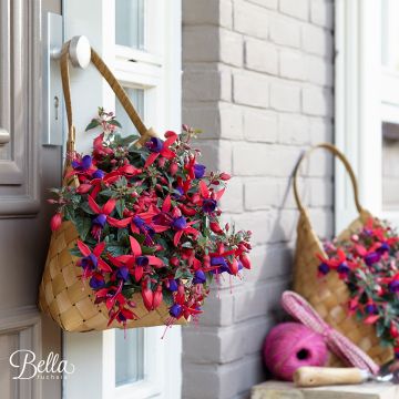 Fuchsia Bella Sacha - Bellenplant