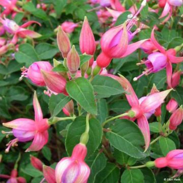 Fuchsia Margaret - Bellenplant