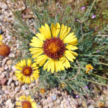 Gaillardia pinnatifida - Kokardebloem