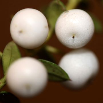 Gaultheria White Pearl - Bergthee