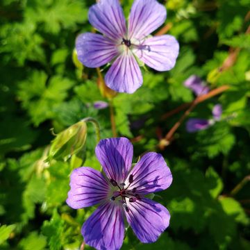 Geranium wallichianum Magical® All Summer Joy - Ooievaarsbek