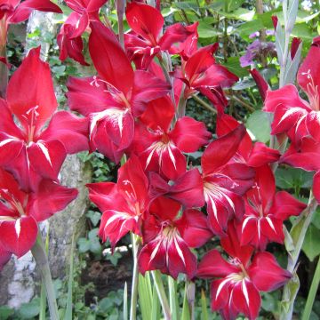 Dwerggladiool Addi Claudia - Gladiolus colvillei nanus