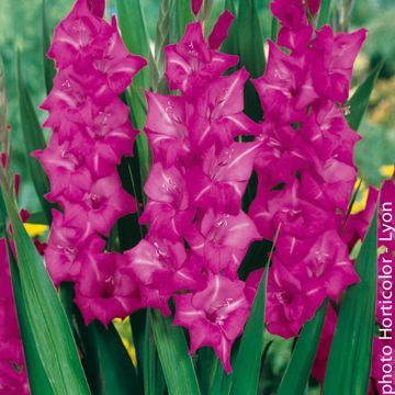 Gladiool Violet Moon - Grootbloemige gladiool