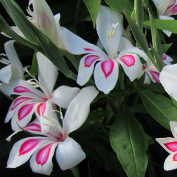 Gladiolus nanus Prins Claus - Colville-gladiool