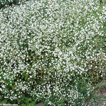 Gypsophila paniculata Bristol Fairy - Bruidssluier