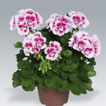 Pelargonium Flowerfairy White Splash - Zonale geranium