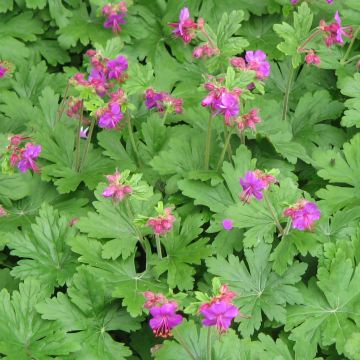 Geranium macrorrhizum Bevan s Variety - Rotsooievaarsbek