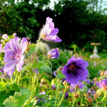 Geranium magnificum Blue Blood - Ooievaarsbek