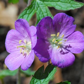 Geranium pratense Spinners - Beemdooievaarsbek