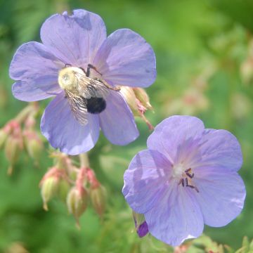 Geranium clarkei Kashmir Blue - Ooievaarsbek