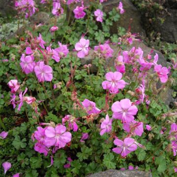 Geranium dalmaticum Bressingham Pink - Ooievaarsbek