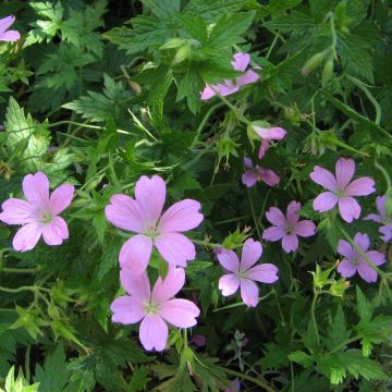 Geranium endressii - Ooievaarsbek