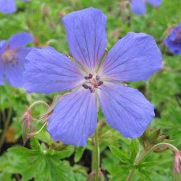 Geranium himalayense - Ooievaarsbek