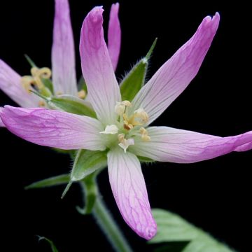 Geranium oxonianum Sherwood - Ooievaarsbek (zaad)