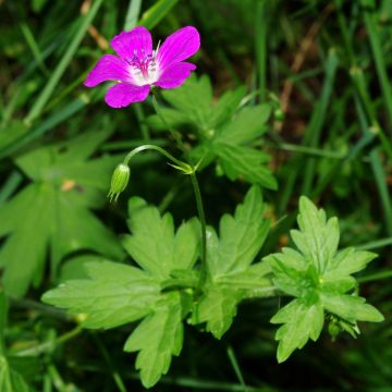 Geranium palustre - Moerasooievaarsbek