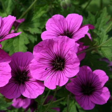 Geranium psilostemon - Armeense ooievaarsbek