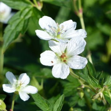 Geranium richardsonii - Ooievaarsbek