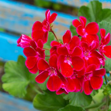 Pelargonium Flower Fairy Velvet - Zonale geranium