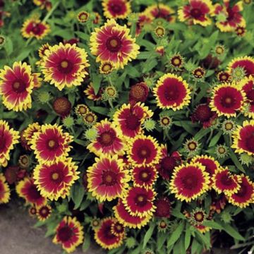 Gaillardia grandiflora Goblin (zaad) - Kokardebloem