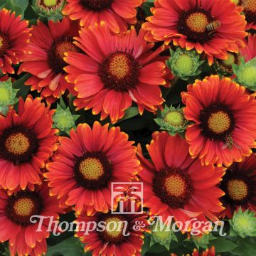 Gaillardia grandiflora Arizona Red Shades (zaad) - Kokardebloem