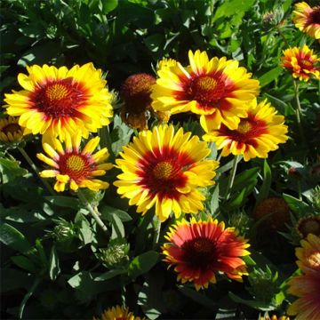 Gaillardia Mesa Bright Bicolor - Kokardebloem
