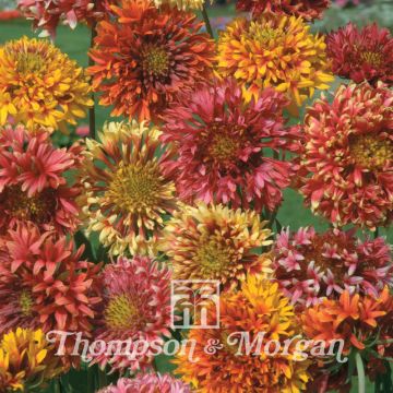 Gaillardia pulchella Razzledazzle (zaad) - Kokardebloem
