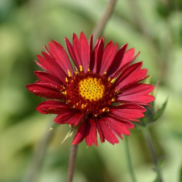 Gaillardia Bourgogne - Kokardebloem