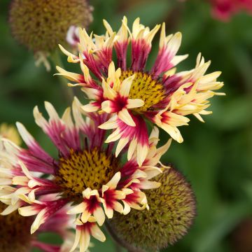 Gaillardia grandiflora Fanfare - Kokardebloem