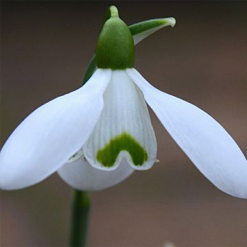 Galanthus nivalis S. Arnott - Sneeuwklokje