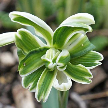 Galanthus nivalis Blewbury Tart - Sneeuwklokje