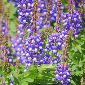 Galega orientalis - Geitenruit