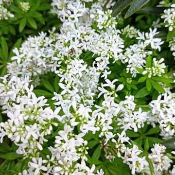 Galium odoratum - Lievevrouwebedstro