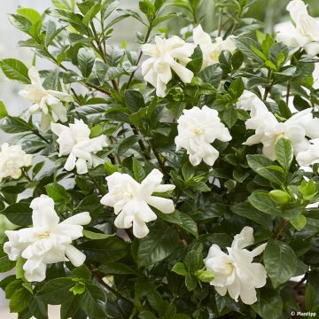 Gardenia Double Diamonds - Kaapse jasmijn