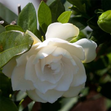 Gardenia jasminoides Double Mint - Kaapse jasmijn