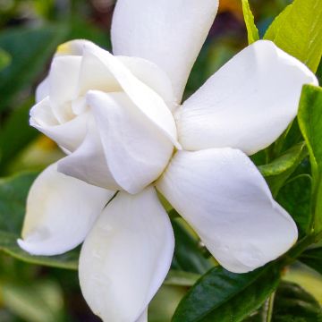 Gardenia jasminoides Summer Snow - Kaapse jasmijn