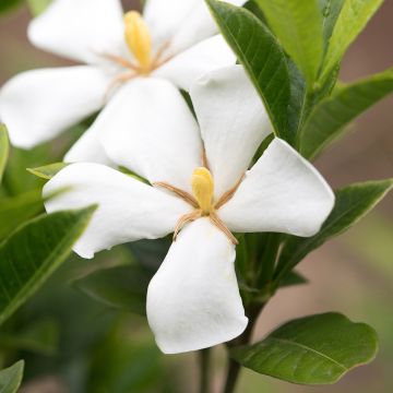 Gardenia Sweet Star - Kaapse jasmijn