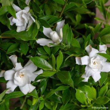 Gardenia hybride Fool Proof