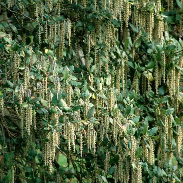 Garrya elliptica - Katjesstruik