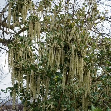 Garrya elliptica James Roof - Katjesstruik