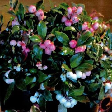 Gaultheria procumbens Color Surprise - Bergthee