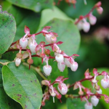 Gaultheria shallon - Shallon