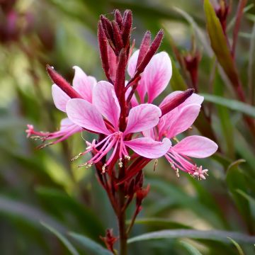 Gaura Crimson Butterfly - Prachtkaars