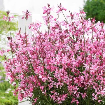 Gaura lindheimeri Baby Butterfly Dark Pink - Prachtkaars